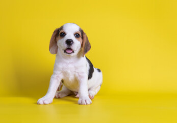 portrait of beagle dog in studio isolated on yellow background