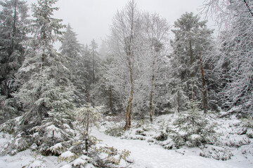 Eine herrlich wei&szlig;e Winterlandschaft mit gefrorenen B&auml;umen eines Mischwalds