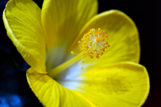 Beautiful hibiscus flower (Hibiscus rosa sinensis) on dark nature background. Hibiscus flower Jaswand Plant. Tropical Hawaiian Hibiscus flower, Selective Focus.