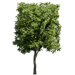 Box shaped European Ash tree with flowers Front View