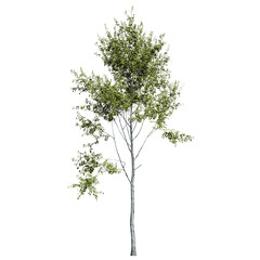 Mature Paper Birch Tree Front view