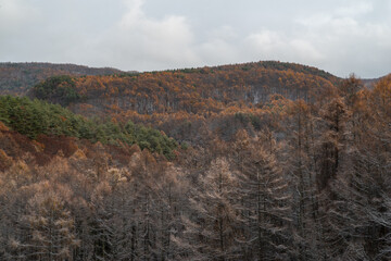 Obraz premium カラマツの紅葉と雪