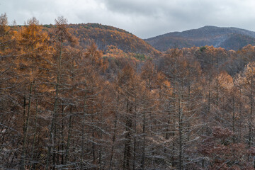 カラマツの紅葉と雪
