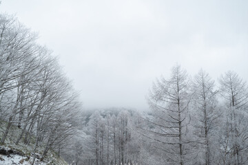 美しいカラマツの霧氷