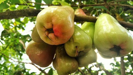 Water apples ripen on the tree ready to be harvested
