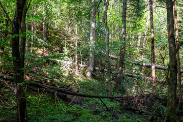 Forest wilds with trees growing on a slope