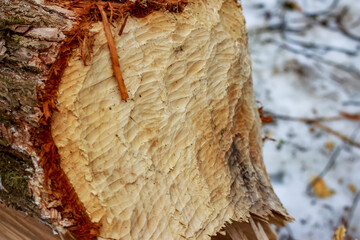 Close-up of a tree gnawed by beavers, traces of sharp beaver teeth on the trunk