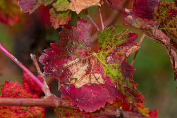 Feuille de vigne en automne