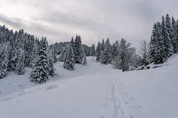 Snowshoe tour to the Tennenmooskopf on the Nagelfluhkette in the Allgau Alps