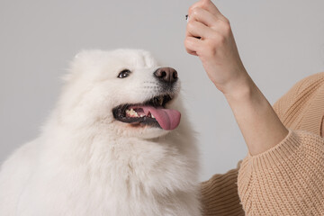 girl feeding a treat with dry food to a white Samoyed dog on a clean white background, caring for a...