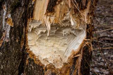 Traces of sharp beaver teeth on a tree trunk © PhotoChur