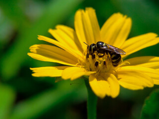 Small honey bees suck wedelia flower nectar