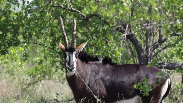 Sable bull grazing in green grass