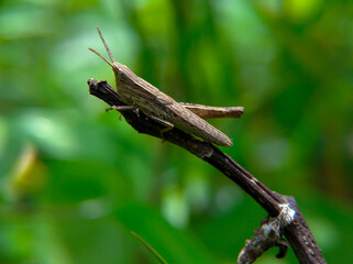 Brown rice grasshopper relaxing on a dry twig
