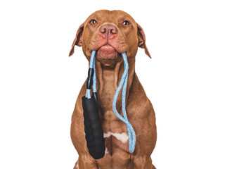 Lovable, pretty dog with a leash in his mouth. Close-up, indoors. Studio photo. Concept of care,...