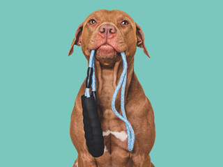 Lovable, pretty dog with a leash in his mouth. Close-up, indoors. Studio photo. Concept of care,...