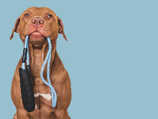 Lovable, pretty dog with a leash in his mouth. Close-up, indoors. Studio photo. Concept of care,...