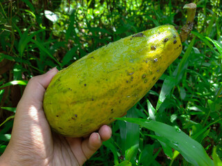 Hand holding half ripe papaya or Carica papaya fruit in the garden