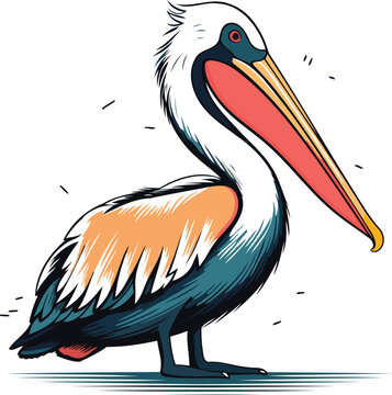 Pelican vector illustration isolated pelican on white background