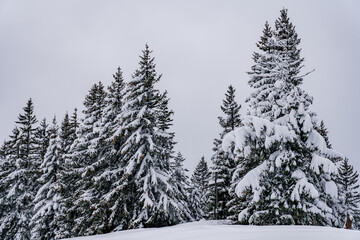 Snowshoe tour to the Tennenmooskopf on the Nagelfluhkette in the Allgau Alps