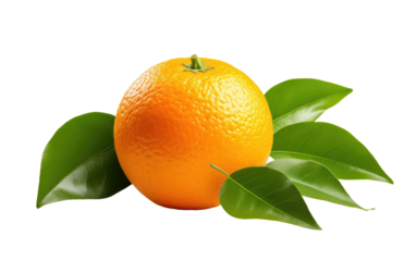 Citrus Burst Realistic Image Showcase of Orange on White or PNG Transparent Background