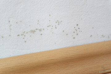 Mold on a wall above the laminate flooring, black and green fungus on white wall 