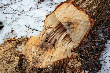 A tree in the forest felled by beavers who chewed the trunk