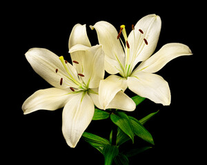 Two white blooming lily flowers with green stem and leaves isolated on black background. Studio close-up shot.