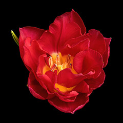 Beautiful red-yellow blooming tulip isolated on black background, view from above. Close-up studio shot.