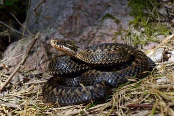 Kreuzotter // Common Adder (Vipera berus) Reptil des Jahres 2024
