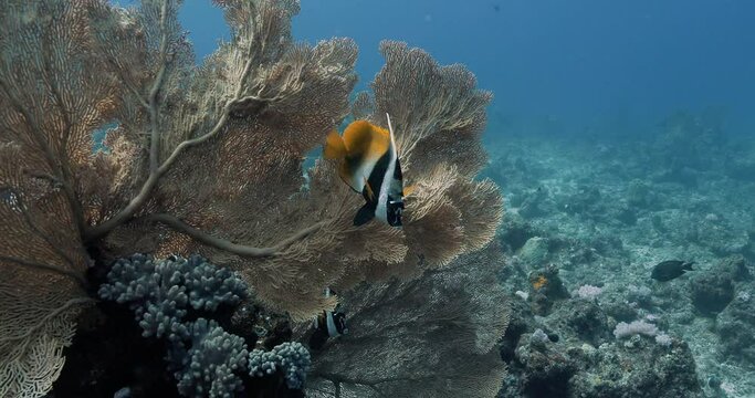 Bannerfish floating alone in the depths of the Indian ocean.