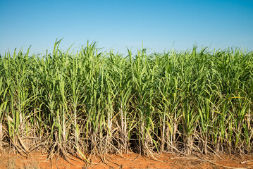 Agriculture sugarcane field farm with blue sky in sunny day background, Thailand. Sugar cane plant tree in countryside for food industry or renewable bioenergy power.