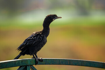 Cormorant perched