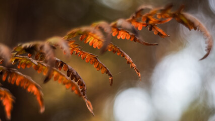 Macro de feuilles de fougère sauvages, pendant l'heure dorée, dans la forêt des Landes de Gascogne