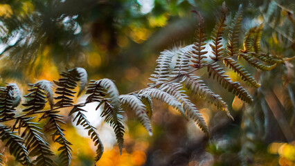 Macro de feuilles de fougère sauvages, pendant l'heure dorée, dans la forêt des Landes de...