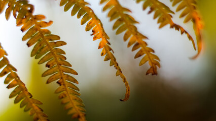 Macro de feuilles de fougère sauvages, pendant l'heure dorée, dans la forêt des Landes de Gascogne