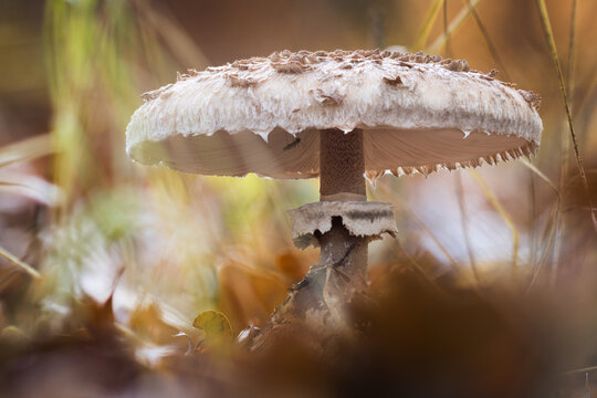 Riesenschirmpilz (macrolepiota procera)