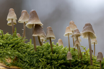 Eine kleine Gruppe kleiner Pilze auf einem bemoosten morschen Ast - obrazy, fototapety, plakaty