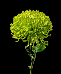 Green chrysanthemum Anastasia dark on black background