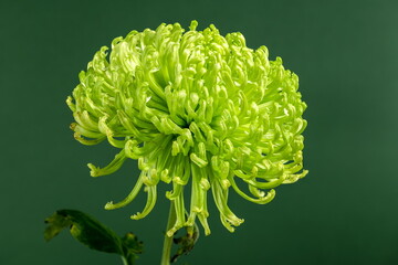 Green chrysanthemum on green background