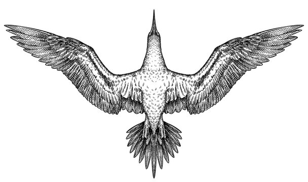 Vintage engraving isolated blue footed booby set illustration ink sketch. Gannet background bird silhouette art. Black and white hand drawn image