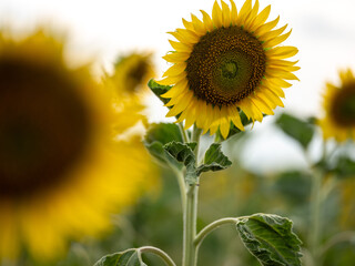 Field of Sunflowers in Summer - 684123845
