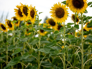 Field of Sunflowers in Summer - 684123881
