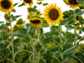 Field of Sunflowers in Summer - 684123897