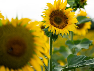 Field of Sunflowers in Summer - 684124015
