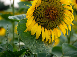 Field of Sunflowers in Summer - 684124034