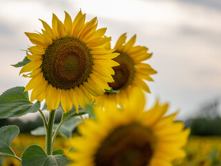 Field of Sunflowers in Summer - 684124063