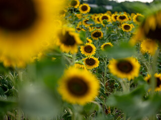 Field of Sunflowers in Summer - 684124074