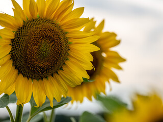 Field of Sunflowers in Summer - 684124080