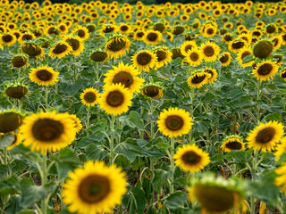 Field of Sunflowers in Summer - 684124212